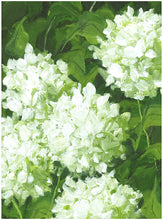 Load image into Gallery viewer, Sublime Print