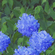 Load image into Gallery viewer, Morning Light